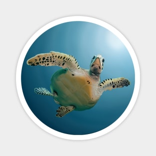 Turtle Digital Painting Magnet